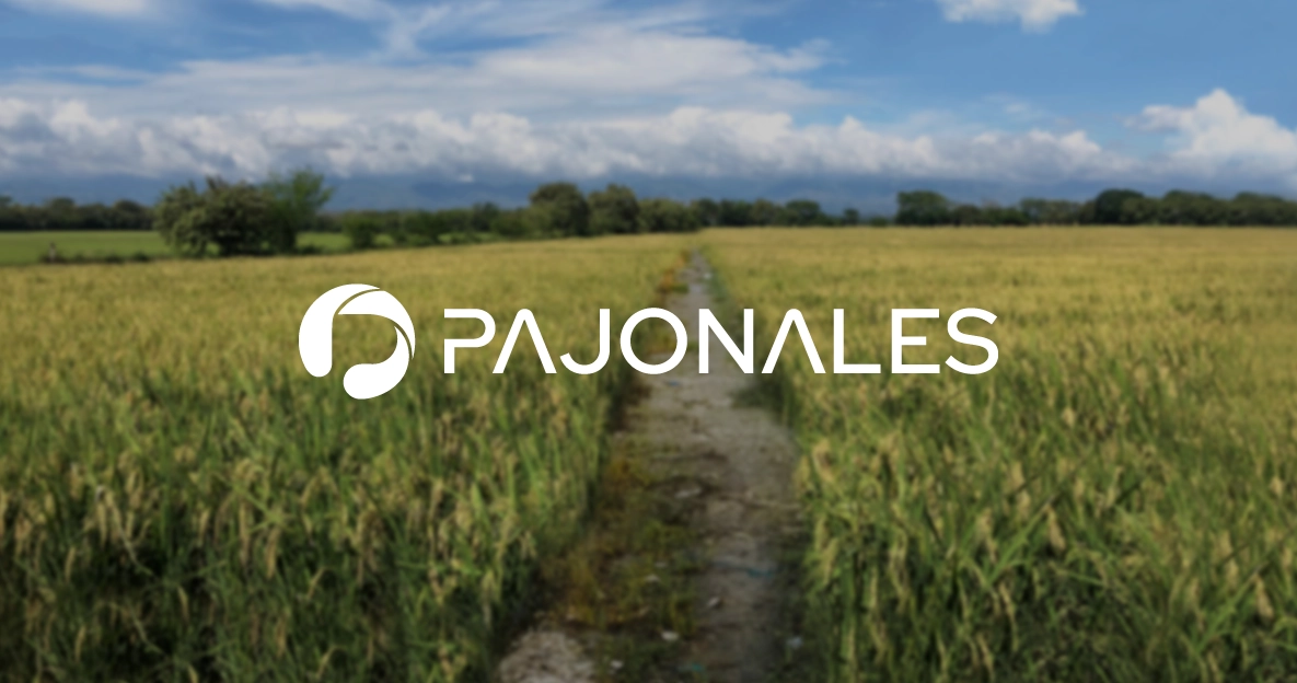 pajonales logotype with rice field in the background